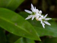 Blütenknospen und seitlich geöffnete Blüten